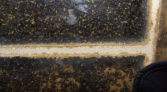 Camponotus sericeus