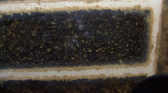 Camponotus sericeus
