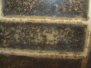 Camponotus sericeus