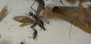 Camponotus sericeus