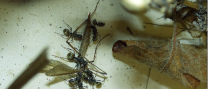 Camponotus sericeus