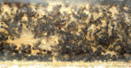 Camponotus sericeus