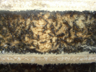 Camponotus sericeus