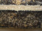 Camponotus sericeus