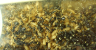 Camponotus sericeus