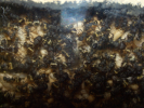 Camponotus sericeus