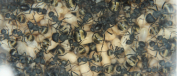 Camponotus sericeus