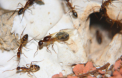 Camponotus substitutus