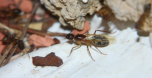 Camponotus substitutus