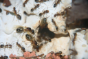 Camponotus substitutus