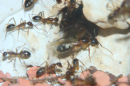 Camponotus substitutus