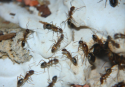 Camponotus substitutus