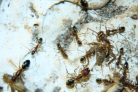 Camponotus substitutus