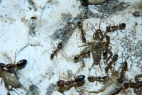 Camponotus substitutus