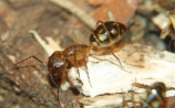 Camponotus substitutus