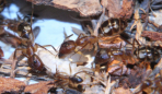 Camponotus substitutus