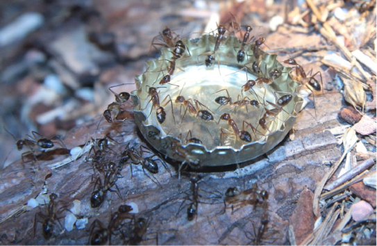 Camponotus substitutus