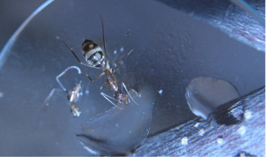 Camponotus sunstitutus