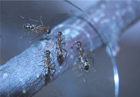 Camponotus substitutus