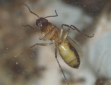 Camponotus substitutus