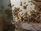 Camponotus substitutus