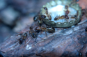 Camponotus substitutus