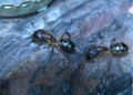 Camponotus substitutus