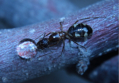 Camponotus substitutus