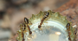 Camponotus substitutus