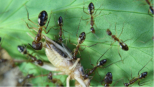 Camponotus substitutus