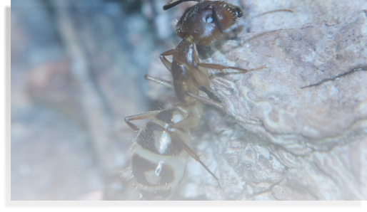 Camponotus substitutus Ameisenhaltun, Ameisenhaltungsbericht Teil 2