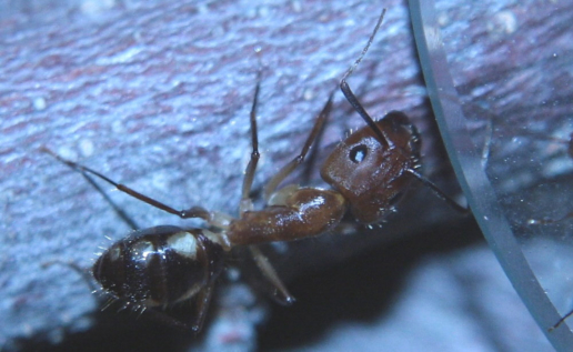 Camponotus substitutus Major
