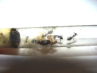 Camponotus Gründung