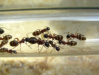 Camponotus herculeanus 