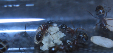 Camponotus herculeanus Eier