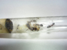 Camponotus herculeanus Gründung