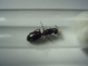 Camponotus herculeanus Königin.