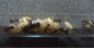 Camponotus herculeanus Kleinkolonie