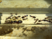 Camponotus herculeanus Kleinkolonie