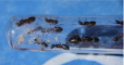 Camponotus herculeanus Larven