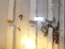 Camponotus herculeanus  Nest
