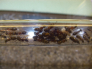 Camponotus herculeanus kleines Volk