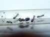 Camponotus herculeanus/ligniperdus Mischkolonie