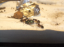 Camponotus ligniperda 