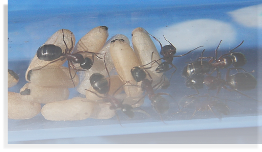 Camponotus ligniperda Ameisenhaltungsbericht