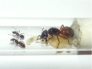 Camponotus ligniperda Gründung