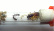 Camponotus ligniperda Gründung