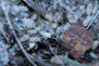 Camponotus ligniperda in der Natur