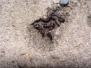 Camponotus ligniperda in der Natur