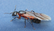 Camponotus liniperda Jungkönigin